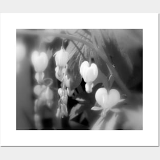 elegant white bleeding hearts, filtered black and white Posters and Art